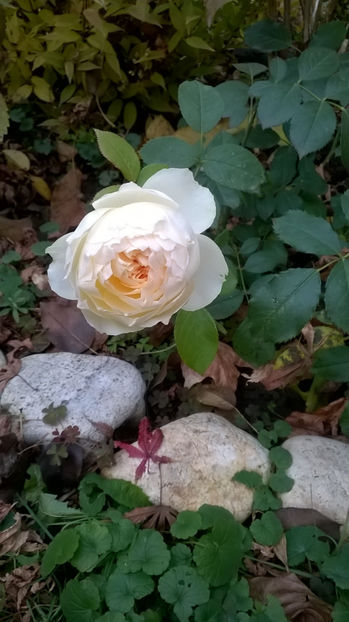  - Stephanie Baronin Zu Guttenberg