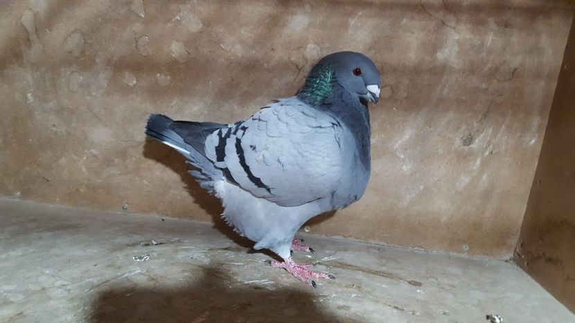 F 2017 - POZE SUPLIMENTARE