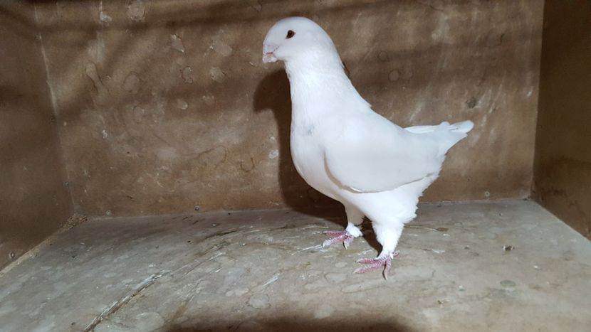 M 2016 - POZE SUPLIMENTARE