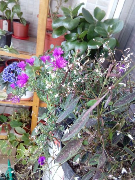  - plante de interior