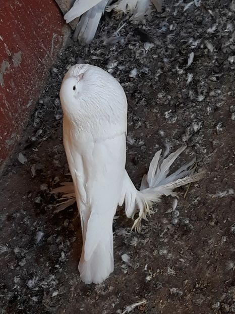  - Gusatii pomerania pentru 2019