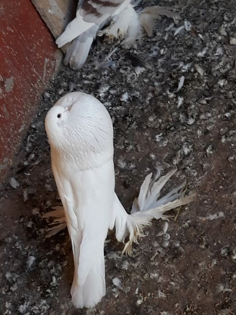  - Gusatii pomerania pentru 2019