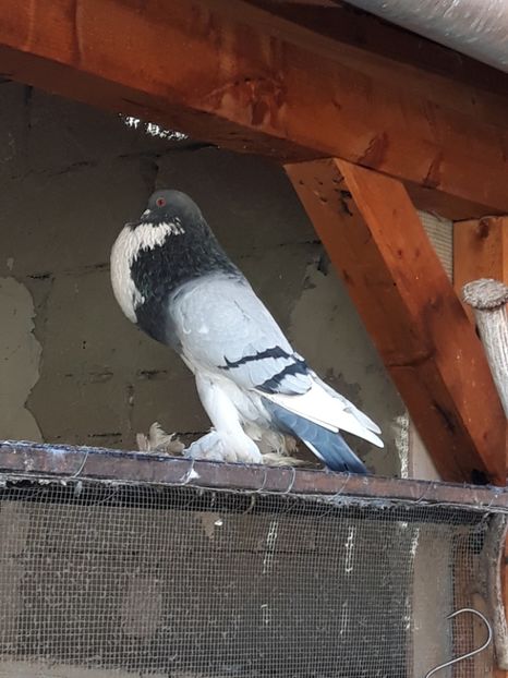  - Gusatii pomerania pentru 2019