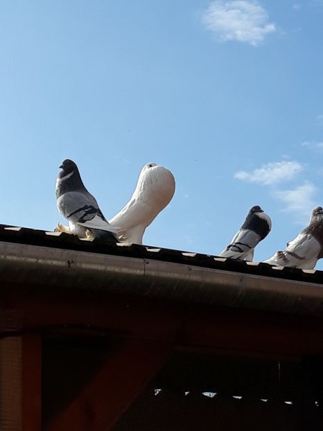  - Gusatii pomerania pentru 2019
