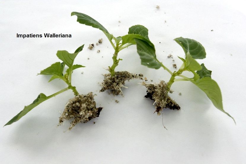 13.11.17 - 05 Impatiens- revigorare toamna