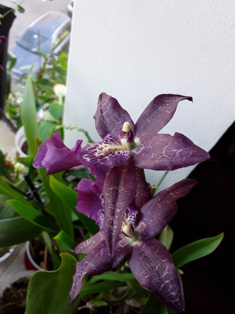  - Beallara peggy ruth carpenther