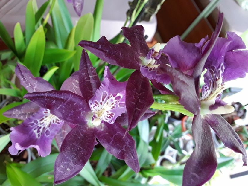  - Beallara peggy ruth carpenther