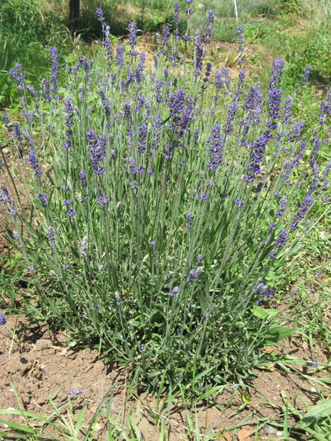 Picture 8173 - Lavanda - Lavandula augustifolia