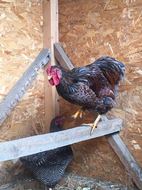 IMG-20171114-WA0034 - Cocos Wiandotte Auriu-Albastru