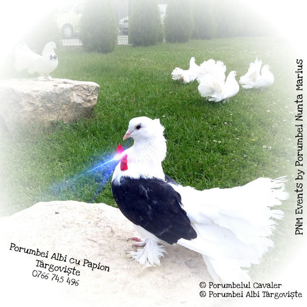 Porumbelul Cavaler - Porumbei Albi Târgoviște - PNM Events 0766 745496