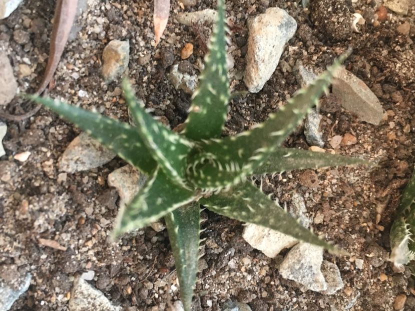  - Aloe