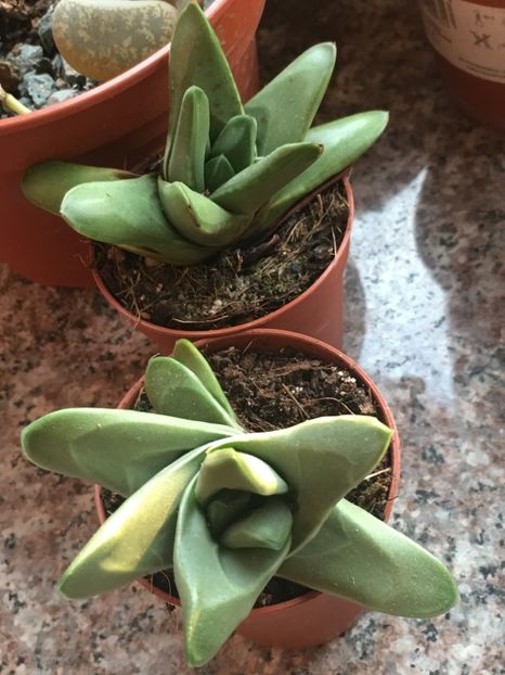  - Aloe