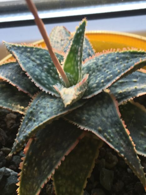  - Aloe