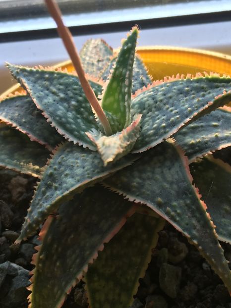  - Aloe