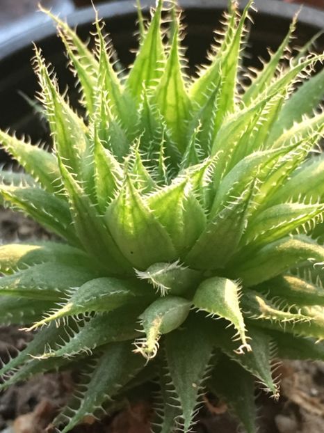  - haworthia