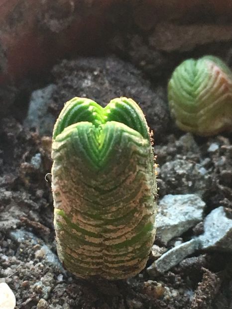  - Crassula