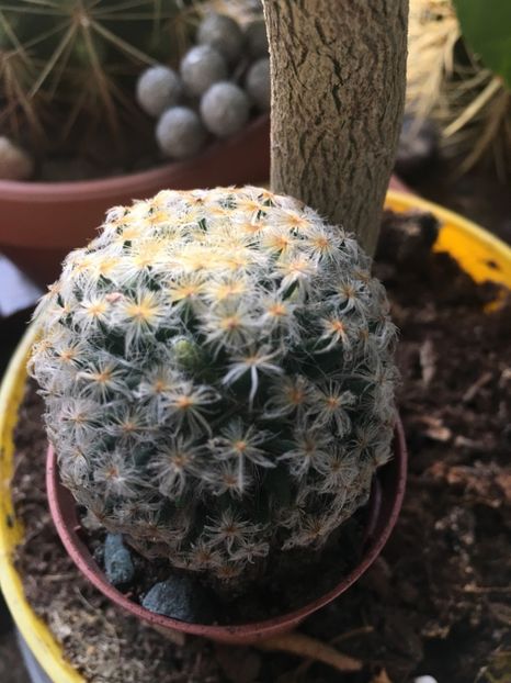  - CACTUSI rog identificare