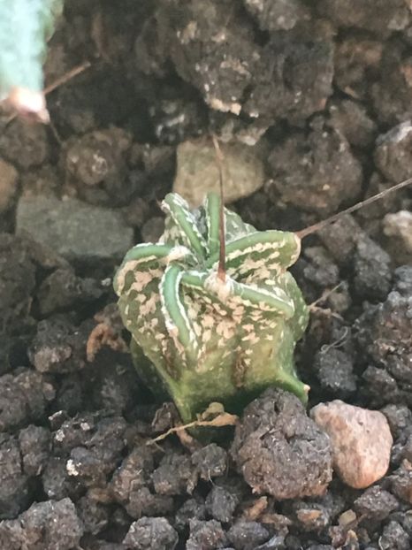  - CACTUSI rog identificare