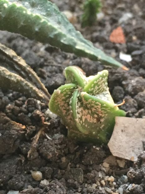  - CACTUSI rog identificare