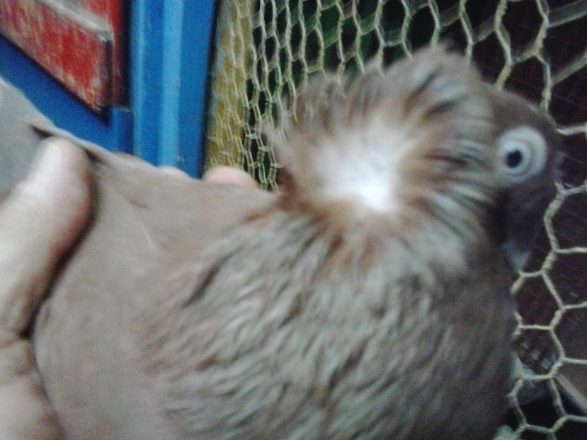 2017-11-14 15.47.52 - GENETICA