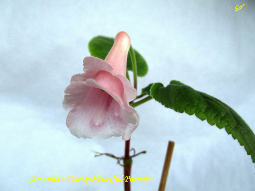 Amanda s Penny&Playful Porpoise(14-XI-2017) - Sinningii 2017