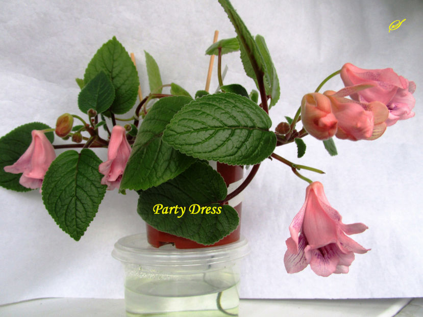 Party Dress(14-XI-2017) - Sinningii 2017