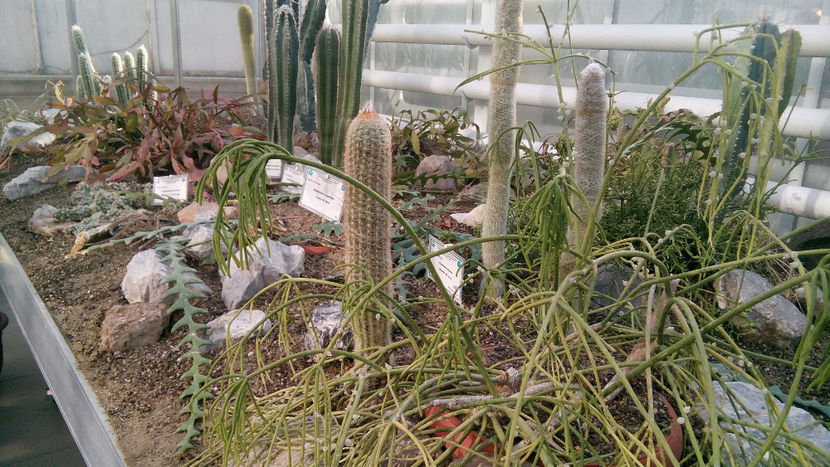 cactusi - excursie la Iasi