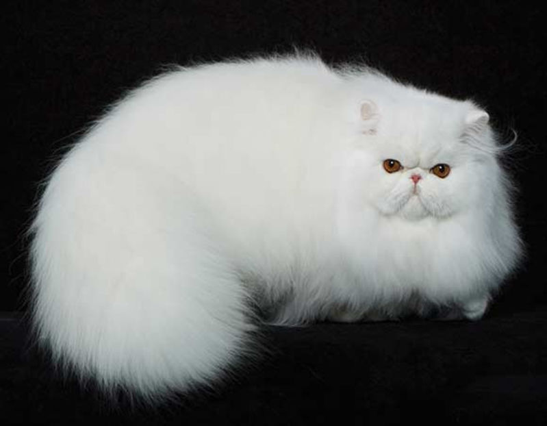 white_persian_cat6 - Animale in lume