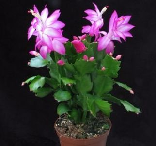 Szlumbergera - Amaryllis-2017 -și- Szlumbergera