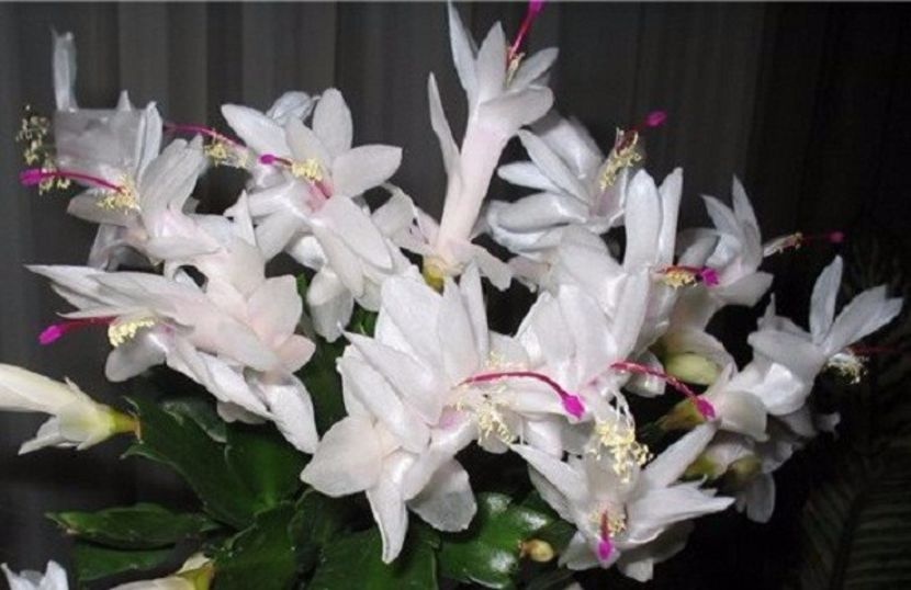 Szlumbergera - 2017 - Amaryllis -și- Szlumbergera