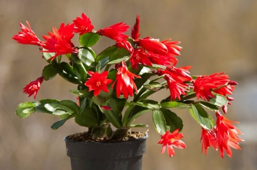 Szlumbergera - 2017 - Amaryllis -și- Szlumbergera
