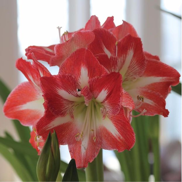 Amaryllis - 2017 - Amaryllis -și- Szlumbergera