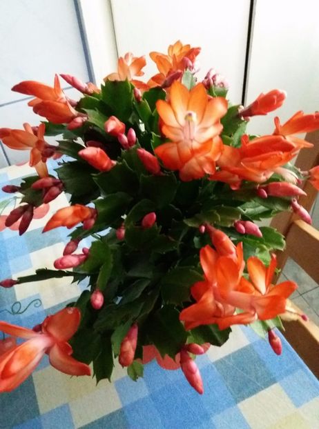 Szlumbergera - 2017 - Amaryllis -și- Szlumbergera