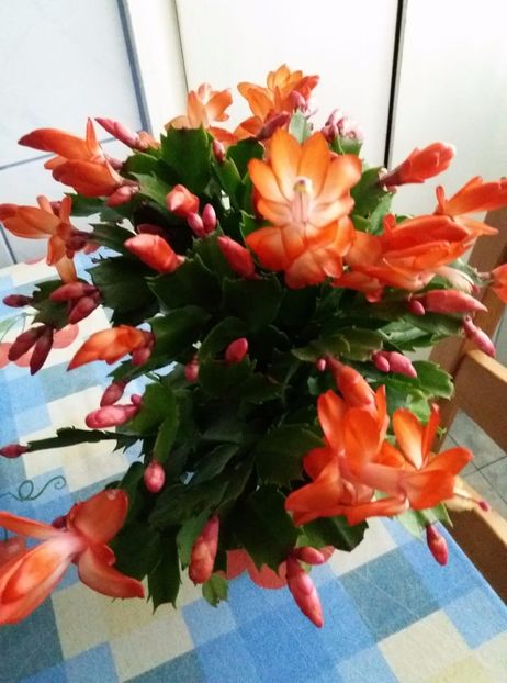 Szlumbergera - Amaryllis-2017 -și- Szlumbergera