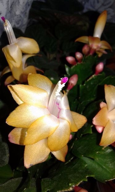 Szlumbergera - 2017 - Amaryllis -și- Szlumbergera