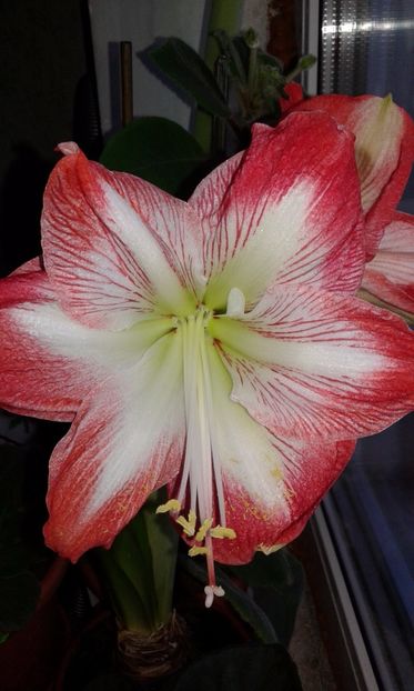 Amaryllis-XI-2017 - 2017 - Amaryllis -și- Szlumbergera