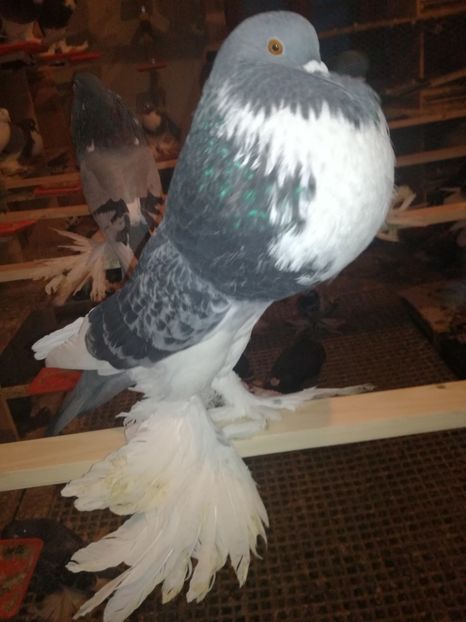  - GUSATI DE POMERANIA