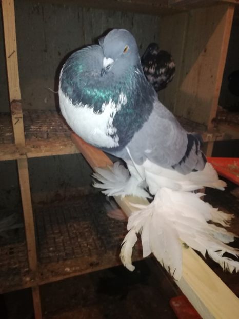  - GUSATI DE POMERANIA