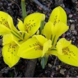 bulbi-iris-danfordiae-0E-150x150 - h-achizitii toamna 2017