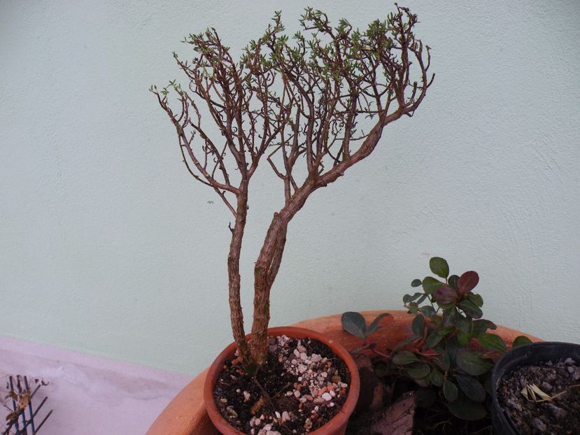 crasssula sarcocaulis - Colectie suculente