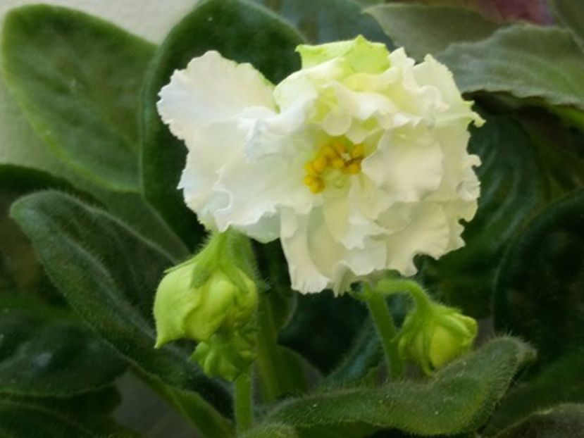 13 nov - ZZ EK Belaia Koroleva -White Queen