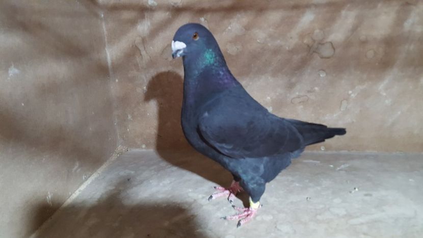 M 2017 - POZE SUPLIMENTARE