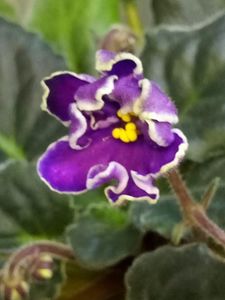 13 nov - ZZ King s Treasure