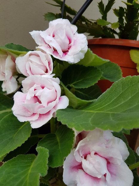 thumbnail (57) - GLOXINIA 2017