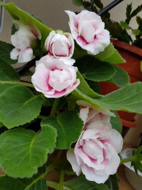 thumbnail (54) - GLOXINIA 2017