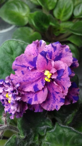  - Psychedelic Rose Fantasy