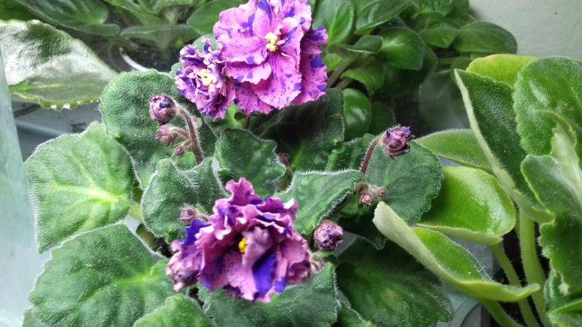  - Psychedelic Rose Fantasy