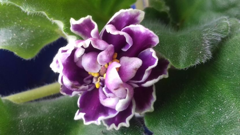  - ZZ Le Chateau Brion