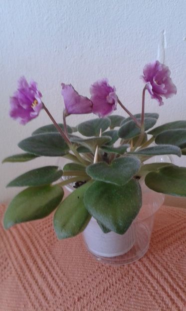  - ZZ Alans White Feather sport