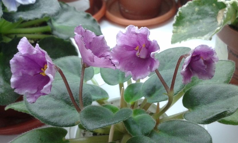  - ZZ Alans White Feather sport